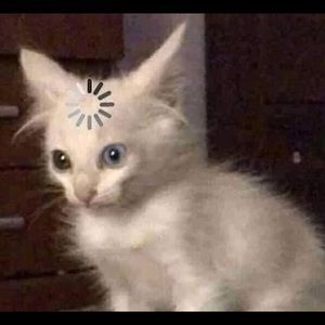 Meet your Posher, Libby